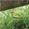 butterfly compressed